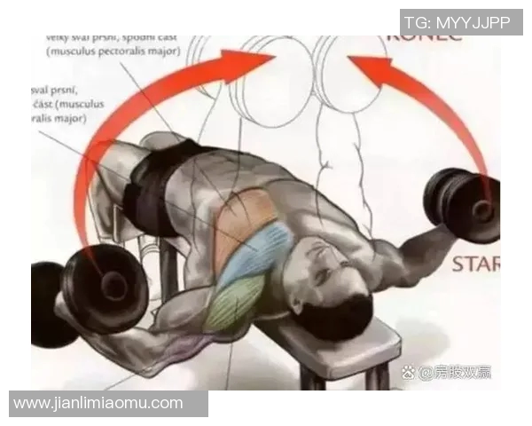 全面解析哑铃的多种练法助你打造完美身材与力量提升的终极指南
