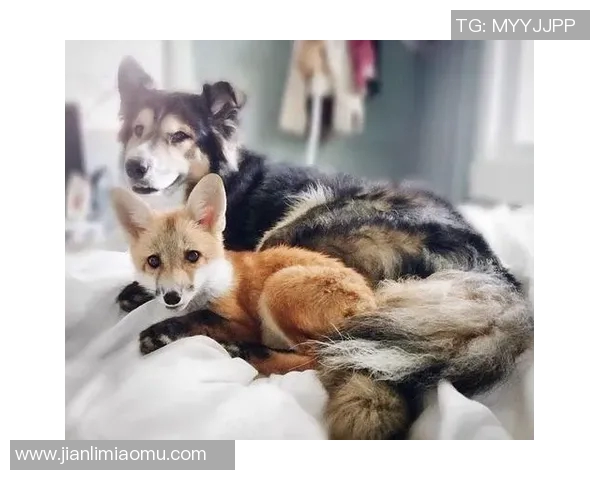 足球明星与爱犬的甜蜜时光揭秘狗狗名字背后的故事